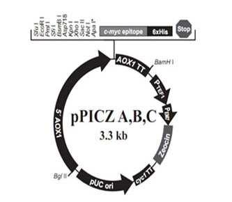 Tab. 13. Ligační reakce (20 µl): Ligační pufr (10x) 2 µl ppiczαb (300 ng 5 µl DNA (exfmcl) (100 ng) 10 µl T4 DNA ligáza (5U) 1 µl sterilní ddh 2 O 2 µl Ligace probíhala v thermocycleru 12 h při 15 C.