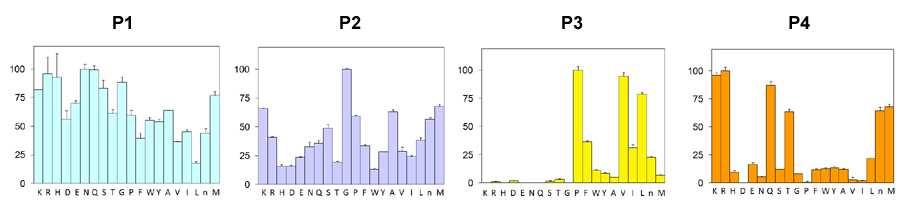 Graf 4. Preferenční profil rekombinantního FmCL získaný metodou Positional scanning synthetic combinatorial libraries (PS-SCLs).