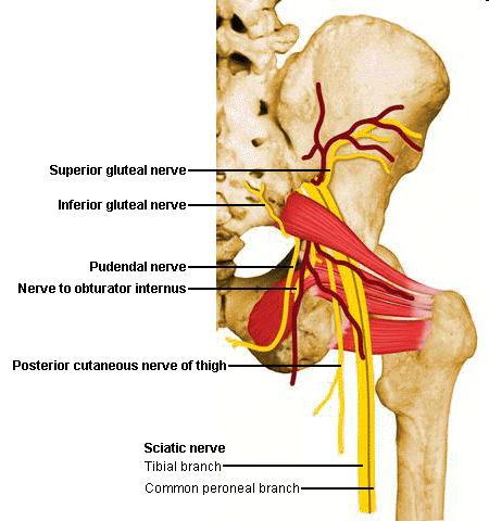 cutaneous fem.lat- - Sacral plexus (L4-S3) - nn.