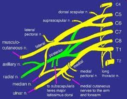 Plexus bloky - BRACHIAL - Brachial plexus median, ulnar,