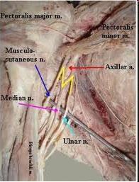 - The blocks above the clavicle interscalene, supraclavicular,