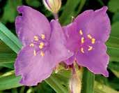 W2452 BILBERRY ICE světle levandulové květy, tmavší oko.