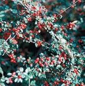 Z1576 skalník cotoneaster divaricatus atraktivní vzpřímeně až rozkladitě rostoucí opadavý skalník, původem z Číny, který dorůstá až do výšky 2-3m bude ozdobou každé zahrady a to zejména na podzim,