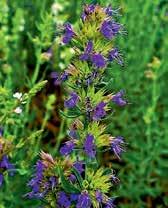 Plné slunce či částečný stín. Vysoce dekorativní! Z1456 yzop lékařský hyssopsus officinalis používá jako léčivá rostlina a koření.