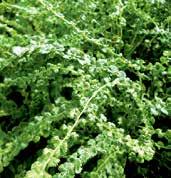 ROZMARÝNY Rozmarýny lékařské, latinsky rosmarinus oficinalis, je rod stálezelených keřů pěstované pro květy a velmi aromatické listy, jež se používají v kuchyni jako koření.