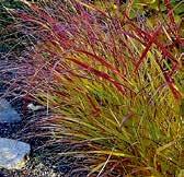 TR147 RORSTRALBUSCH tento kultivar prosa vyniká atraktivním červeným zbarvením listů, které je obzvlášť výrazné na podzim. Prospívá na slunečném stanovišti v propustné zahradní zemině.