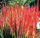 OSTATNÍ TRÁVY TR080 japonská krvavá tráva RED BARON imperata cylindrica je nápadná svým červeným vybarvením. Kvete v létě, výška 40-50 cm.