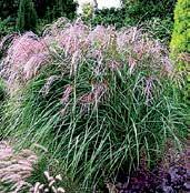 TR146 LITTLE ZEBRA zebřička silně mrazuvzdorná travina, která kvete na konci léta. Preferuje slunné stanoviště, propustnou půdu. Výška 50 cm, v květu 80 cm. Vysoce dekorativní zebrovaný list.