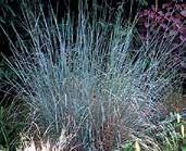 TR026 ROSE PLUME cortaderia selloana až 150 cm vysoká travina z pamp Argentiny, proto je nazývána pampová tráva. Žádá teplou a chráněnou polohu na slunci.