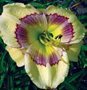 Orchideově purpurové, 15 cm velké květy mají černě purpurový středový prstenec a nařasené lemy petálů, hrdlo je zelené s jemnými bílými šípy.