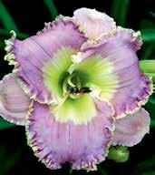 Krémově žluté 14 cm velké jemně zvlněné květy mají rozmyté levandulové oko, které je na okrajích výrazně ohraničeno, petrželově zelené hrdlo.