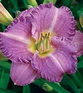 Sametově purpurové, 14 cm velké voňavé a krásně zřasené květy mají světlý vodoznak, kontrastní ostře žluté hrdlo, středy petálů mají výrazné bílé rysky a