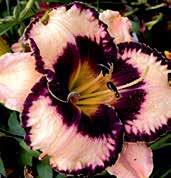 Tmavě levandulové, 15 cm velké květy mají svěží zelené hrdlo s bílým kroužkem. 6luté okraje jsou silně nařasené s drobnými jehličkami.