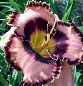 D1124 HURRICANE SWIRLS Stamile 06,TET,EV,M,RE. Hrubě až pokrouceně zřasené a naondulované, 15 cm velké květy jsou sytě purpurové.