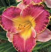 Purpurově růžový bitone s purpurovým vodoznakem, 12 cm velké květy, zelené hrdlo a okraje zvlněných petálů jsou zlatě lemované.