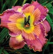 Krémově lilavé, 15 cm velké květy mají tmavší purpurový prstenec a okraje petálů, hrdlo je žluté. Výška 75 cm. Raná odrůda.