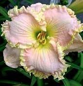 Druh s 15 cm velkými, královsky purpurovými květy s velkým a kontrastním, citrónově laděným jícnem. Výška 65 cm. Raná odrůda.