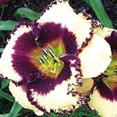 Velmi příjemně vonící květy mají manšestrovou texturu, jsou až 19 cm velké a velmi hrubě zvlněné, zvlnění na koncích petálů přechází do