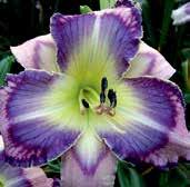 Středně purpurové, 14 cm velké květy se středně purpurově modrým prstencem, okraje petálů jsou tmavší s tlustým bílým zoubkováním, hrdlo je zelené.
