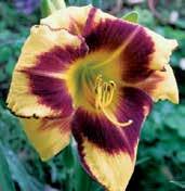 Velmi voňavé, 11 cm velké květy jsou béžově žluté, hrdlo je šartresky zelené a stejnou barvou jsou silně třásnitě lemované okraje petálů.