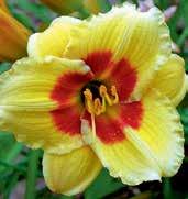 Světle zlatě žluté 14 cm velké květy mají kontrastní obří jasně červené oko, malé zelené hrdlo a jemnou červenou ořízku petálů, které jsou