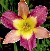 Velmi vonné, 16 cm velké květy jsou míchaně růžové s velkým krémově žlutým vodoznakem a silně zřasenými žlutými okraji,