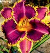 Denivka se sametově fialově a purpurově zbarvenými, 12 cm velkými květy, s prominentním velkým krémově zeleným středem a s