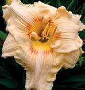 Okraje 14,5 cm velkých květů jsou nádherně zřasené, velmi tuhá substance a rýhovaná textura zajišťuje květům dobrou odolnost vůči