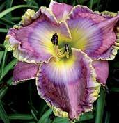 Středně fialově nachové, 14 cm velké květy s velkým levandulově modrým prstencem, tmavě ohraničeným.