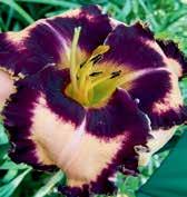 Krémové zřasené, 15 cm velké květy mají téměř purpurově černý prstenec a okraje s jemnou ořízkou, hrdlo je zelené a žluté.