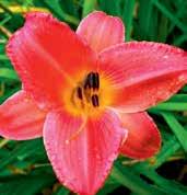 Ploché květy jsou velké 15 cm, petály silné substance jsou zlatě oranžové s rumělkově červeným, velmi kontrastním prstencem