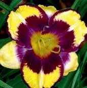 Dýňově purpurové, 14 cm velké květy mají kontrastní černě mahagonový prstenec okolo zeleného hrdla a také okraje tuhých petálů,