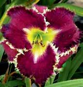 orchideově purpurová, šeříkově fialová a stříbřitě zlatá jako závěrečná pikotáž.