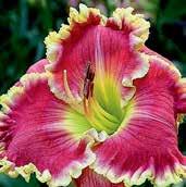 Krémově orchideové téměř 15 cm velké květy mají velmi kontrastní švestkově fialové oko okolo zeleného hrdla.
