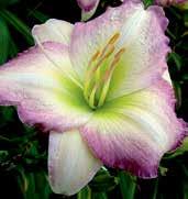 Krémově bílé, 15 cm velké květy mají zvlněné, orchideově levandulové okraje a zelené hrdlo. Výška 55 cm. HM 96. Akční cena!