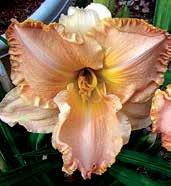 Šeříkově růžový blend, 12 cm velké květy mají žlutozelené hrdlo a jemně zvlněné okraje. Velmi zvláštní sorta. Výška 65 cm.