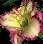 Krémově zbarvené, 14 cm velké květy mají šeříkově růžový lem petálů, zelené rozmyté hrdlo. Výška 55 cm.