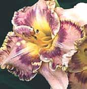 Orchideově fialové, 15 cm velké květy s neónově fialovým halo s bílými šípy, hrdlo je vitriolově zelené, okraje jsou lemovány