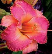 Melounově růžový blend s 15 cm květy se zeleným hrdlem, žlutě lemovaným, silně zřasený a výborná substance. Výška 80 cm,, 45 poupat, 5 větvení.