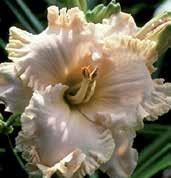 Krémově růžový blend 15 cm velkých květů s nádherně zřasenými zlatými okraji a zletě nazelenalým hrdle. Výška 80 cm, 30 poupat, 4 větve.