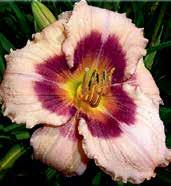 Máslově krémové, 16 cm velké květy s velkým středem, všechny petály mají pastelově fialový prstenec a purpurové zřasené okraje.