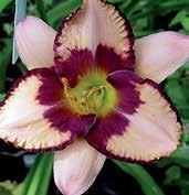 Tělově krémové, 14 cm velké květy mají zvláštně tvarované purpurové oko přecházející plynule v kontrastní lemy zvlněných