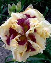 Velmi pěkný pastelový, středně orchideově růžový odstín 14-ti cm velkých plných květů s filigránskými zlatě
