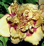 Něžně růžové, 14 cm velké květy jsou pěkně plné se světlejším vodoznakem a se zlatě žlutým lemováním