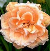 Tuhé květy připomínají staré amglické čajové růže. Výška 55 cm. Famózní novinka. 1 kus 110 Kč, 3/300 Kč.