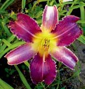 Světle slézově purpurové, skoro 20 cm velké květy mají velký světle žlutý střed s tmavě purpurovým prstencem a výraznými bílými