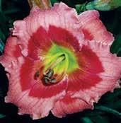 Jahodově růžové 8 cm velké okrouhlé květy mají lehce navlněné okraje a kontrastní signálně červené oko se smaragdově