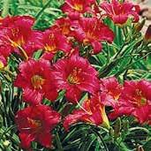 Skutečně nádherná miniatura s 6 cm velkými, červeně vybarvenými květy okrouhlého tvaru a hrubého zvlnění. Výška 35 cm.