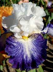 IRISY KOSATCE Irisy neboli kosatce jsou vzpřímené trvalky s oddenkem či cibulemi. Jsou pěstované zejména pro svoji pestrobarevnost, širokou využitelnost a malou náročnost.