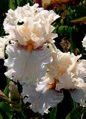 Koncem února a v březnu již rozkvétají iris reticulata, v dubnu a v květnu kartáčkové odrůdy miniaturních a zakrslých iris pumila a v květnu a v červnu vyšší sorty středně květých a velkokvětých iris